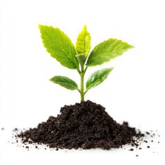 Growing Sprout In Dark Soil Against White Background