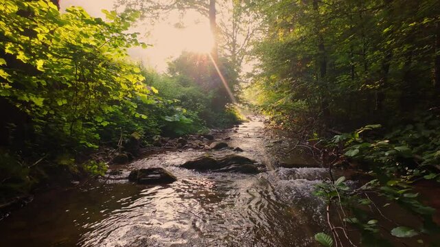 Aerial view of a tranquil forest stream with crystal-clear water flowing over smooth rocks, embraced by dense green trees and bathed in soft sunlight gently filtering through the canopy.