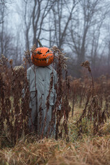 Scarecrow with carved pumpkin head and old cloak stands in misty autumn field. Halloween figure shown in foggy harvest setting with eerie seasonal mood