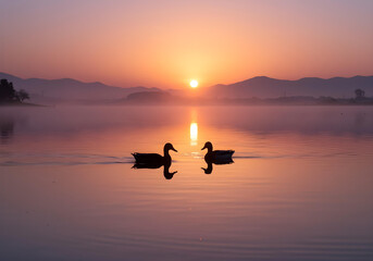 sunset reflection with ducks gliding on serene lake
