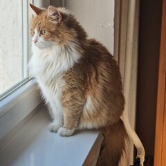 cat on the window © Ancsa