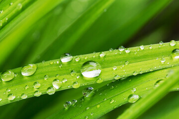 Water droplets on green grass leaves in summer garden after rain. Macro.