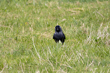 Eurasian Jackdaw Standing in Grass
