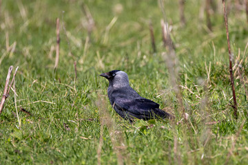 Eurasian Jackdaw Standing in Grass