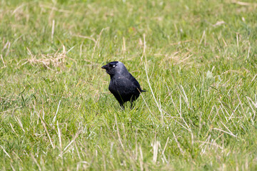 Eurasian Jackdaw Standing in Grass