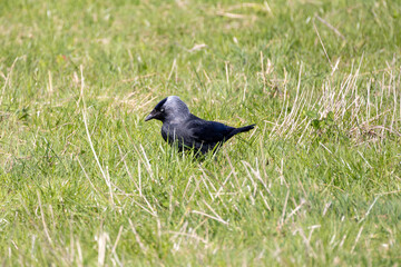 Eurasian Jackdaw Standing in Grass