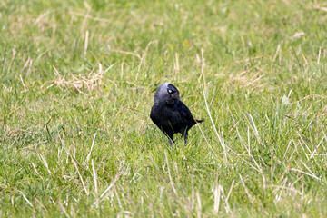 Eurasian Jackdaw Standing in Grass