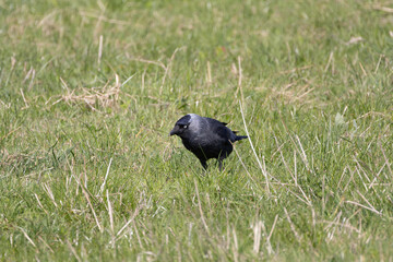 Eurasian Jackdaw Standing in Grass