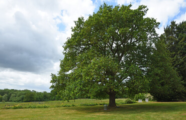 Oak tree in park land blue sky and clouds