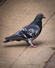 pigeon in the city