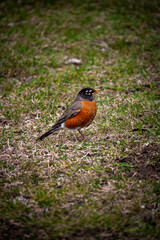american robin in the grass