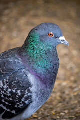 close up of a pigeon in the city