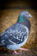 rock pigeon closeup in the city