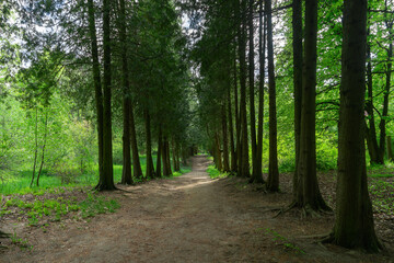 Fototapeta premium A cozy park alley lined with trees beside a dirt path. Perfect for relaxation and reflection, with ample space for text and a serene background.
