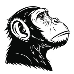 Black and white chimpanzee head looks upward with earnest eyes in monochrome style