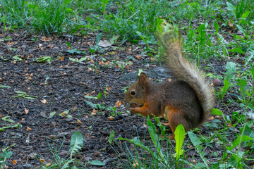 A Squirrel In Its Natural Habitat Foraging Amidst Green Foliage And Earthy Ground. Symbol Of Resilience And Adaptation In Nature Captured Through A Squirrel's Journey.