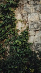 Old stone wall covered in ivy and moss.