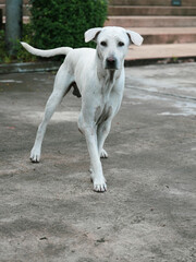 Abandoned at the stray dog shelter, dogs looking for a home look into the camera.
