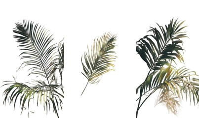 Palm Leaves Tropical Image