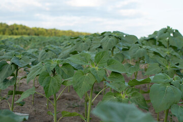 Young sunflowers in the field