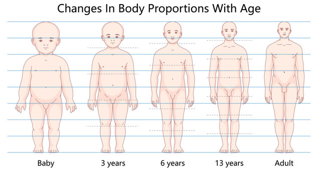 diagram showing how human body proportions evolve with age, from infancy to adulthood, highlighting growth and development stages hand drawn schematic vector illustration. Medical science educational