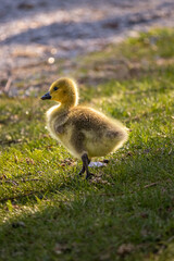 canada gosling standing in the grass with the sunshine glowing on its body