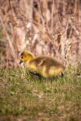 baby canada gosling in the grass looking for food