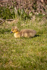 canada goose gosling sitting in the grass soaking up the sun