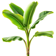 Closeup view of a banana plant showcasing vibrant green leaves isolated on a Transparent background, Closeup view a banana plant isolated on a PNG background