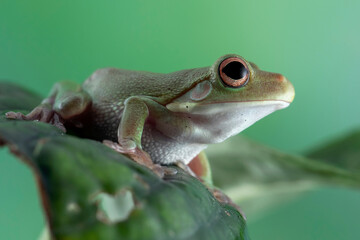 Juvenile White-lipped tree frog (Litoria infrafrenata) on green leaves, white-lipped tree frog (Litoria infrafrenata) closeup branch
