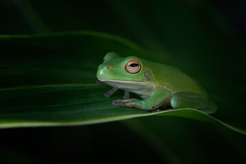 Juvenile White-lipped tree frog (Litoria infrafrenata) on green leaves, white-lipped tree frog (Litoria infrafrenata) closeup branch