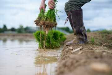 A person in boots holds freshly harvested rice plants over a flooded paddy field, with water dripping from the roots.
