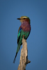 Lilac-breasted roller on dead stump turns head