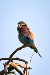 Lilac-breasted roller on gnarled branch lifts beak