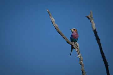 Lilac-breasted roller on bare branch beside another