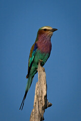 Lilac-breasted roller on dead stump with catchlight