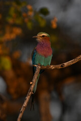 Lilac-breasted roller looks left on gnarled branch
