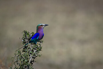 Lilac-breasted roller on bush holding head high