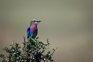 Lilac-breasted roller on tangled bush looking right