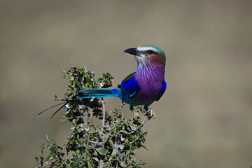 Lilac-breasted roller on tangled bush turning head
