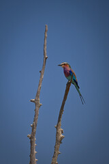 Lilac-breasted roller on dead branch faces left