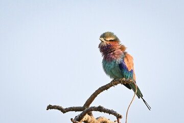 Lilac-breasted roller on dead branch lifts beak