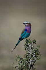 Lilac-breasted roller turns head on leafy bush