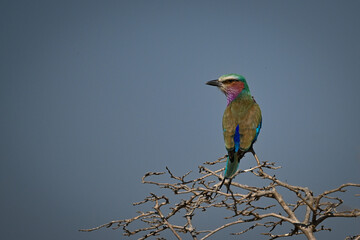 Lilac-breasted roller turns head on bare bush