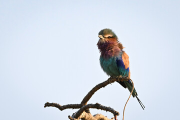 Lilac-breasted roller watches camera from gnarled branch
