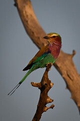 Lilac-breasted roller turns head on dead tree