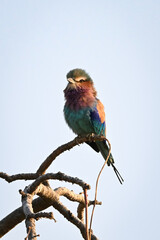 Lilac-breasted roller watches camera on gnarled branch
