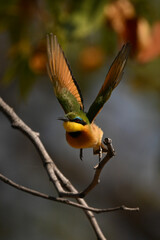 Lilac-breasted roller with catchlight flying towards camera