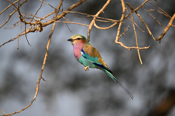 Lilac-breasted roller with catchlight among tangled branches