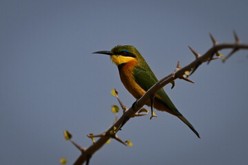 Little bee-eater eyeing camera from thorny branch